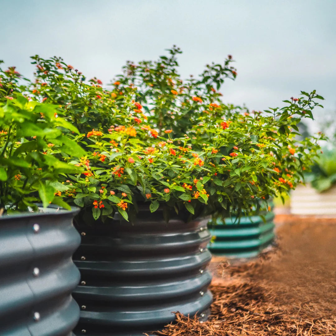 Growing Green, Growing Safe: The Truth About Metal Raised Garden Beds