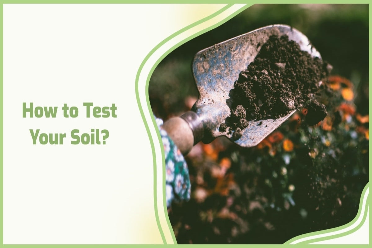 How to Test Your Soil in Raised Garden Beds