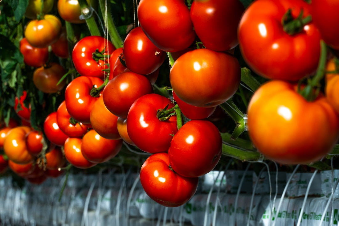 A Complete Guide to Growing Tomatoes in a Raised Garden Bed