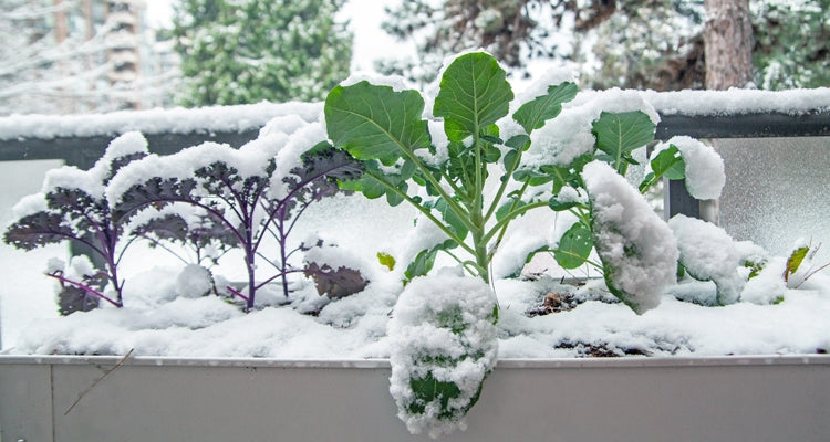 How to Make Your Metal Raised Garden Bed in Winter Productive as Well?