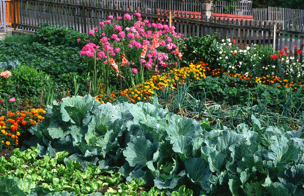 Changed Terraces: Raising Your Garden with Ingenious Raised Bed Systems