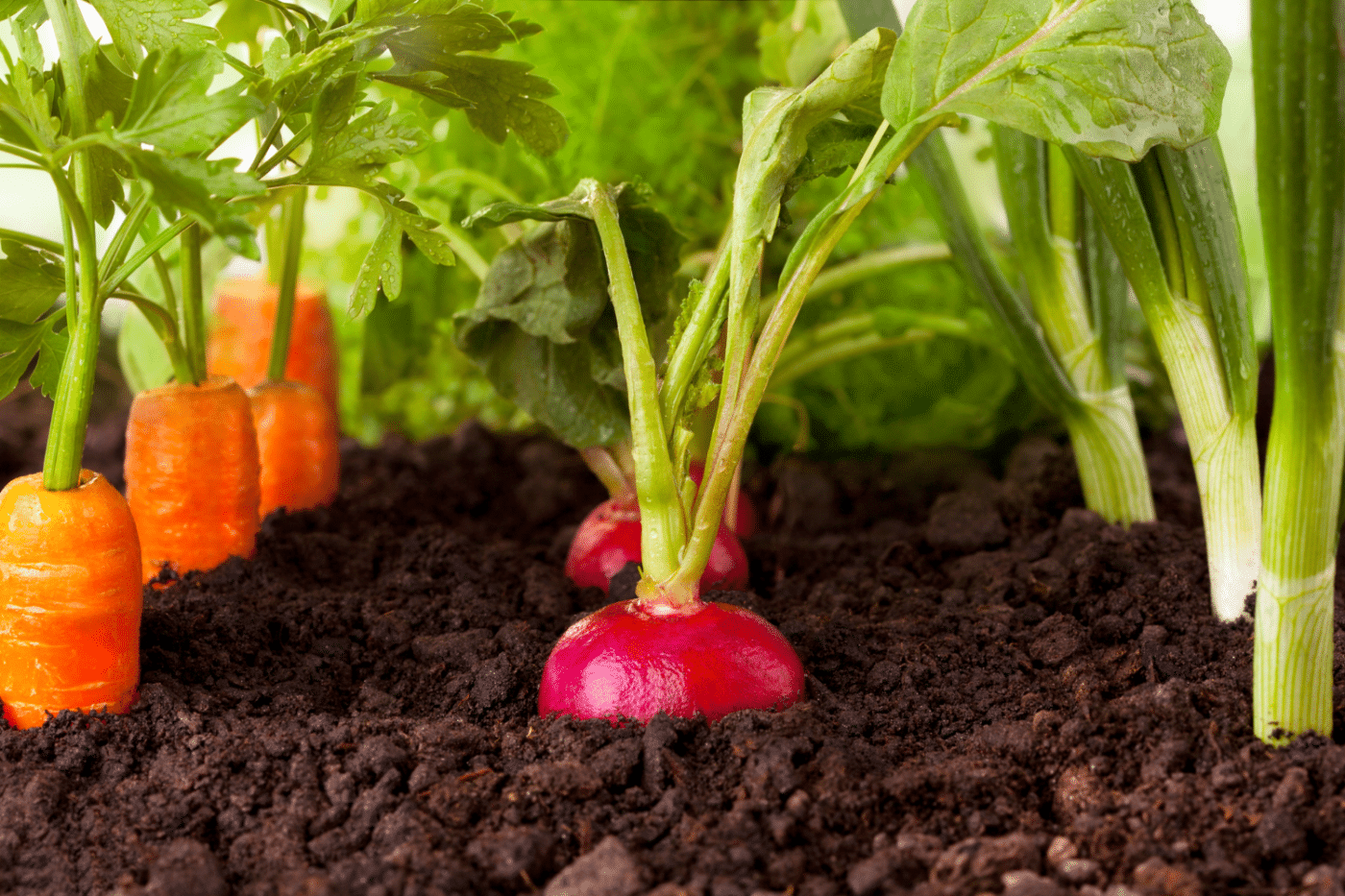 Are Metal Raised Garden Beds Too Hot for Plants?