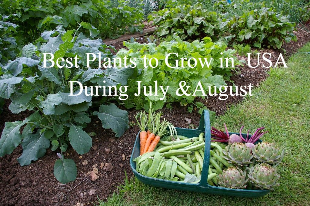 These Plants Fit Your Raised Garden Beds Great during July&August