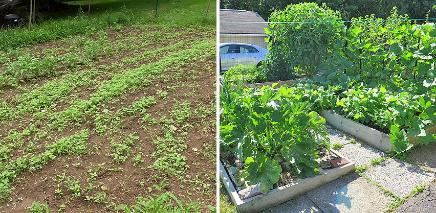 Raised Bed Gardening vs. In-Ground Gardening: A Comparative Analysis