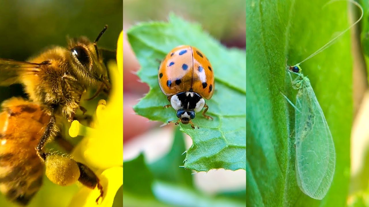 Making Friends with Beneficial Insects for Raised Bed Gardening