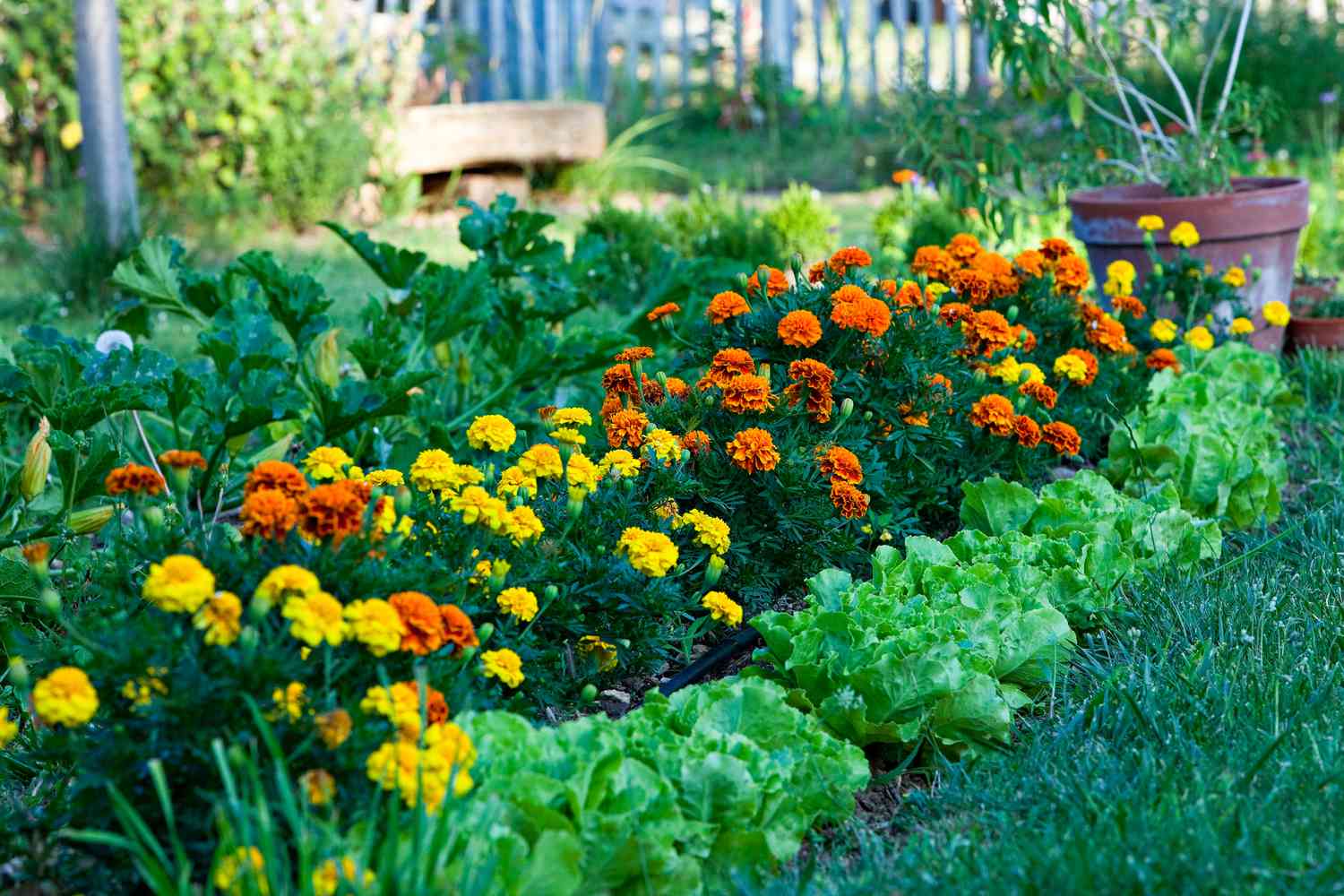 How to Practice Companion Planting in Raised Garden Beds