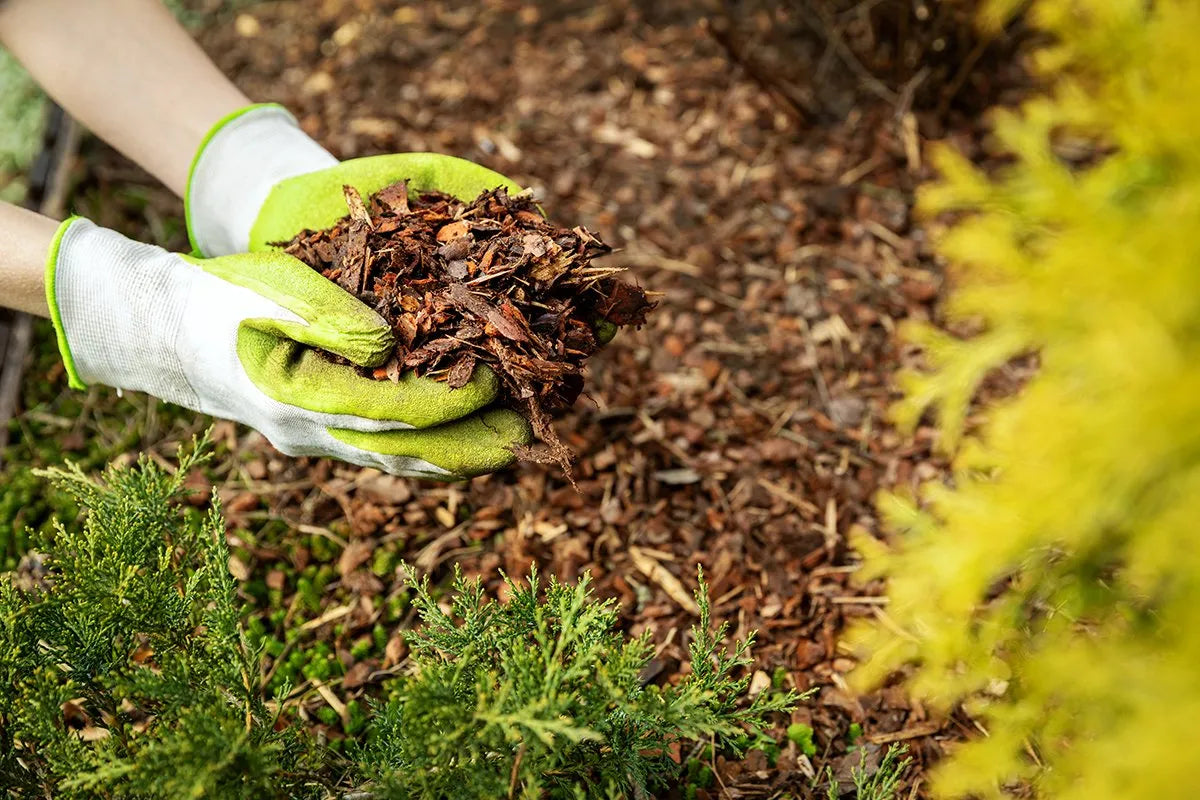 How to Do Mulching in Raised Bed Gardening