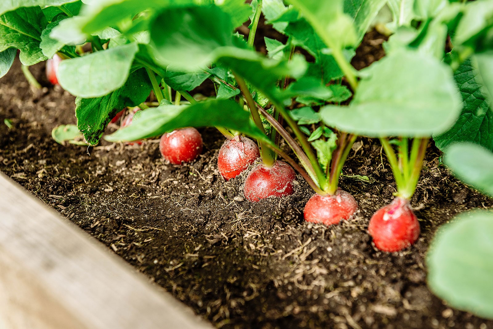 Selecting Your Raised Garden Bed Just By Reading This Article