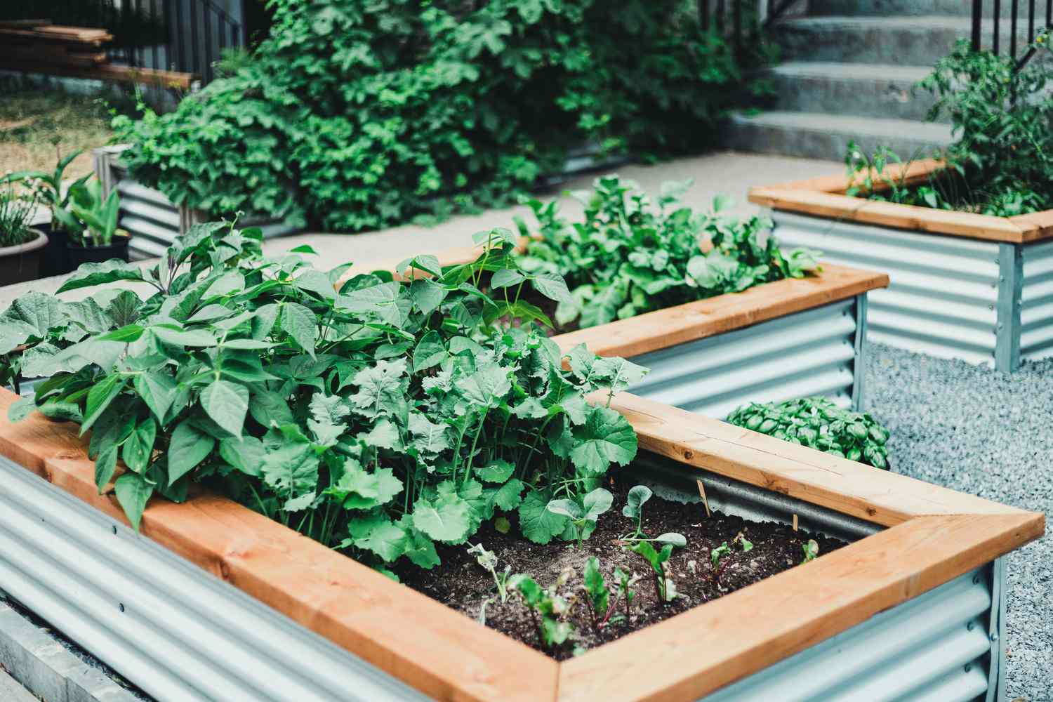 Raise Your Green Thumb: The Advantages of Raised Garden Plots